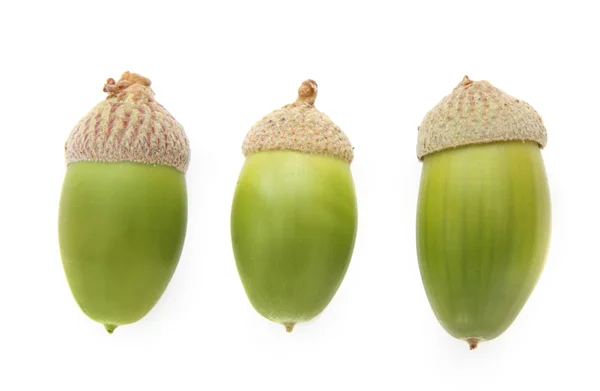 Close-up of three green acorns — Stock Photo, Image