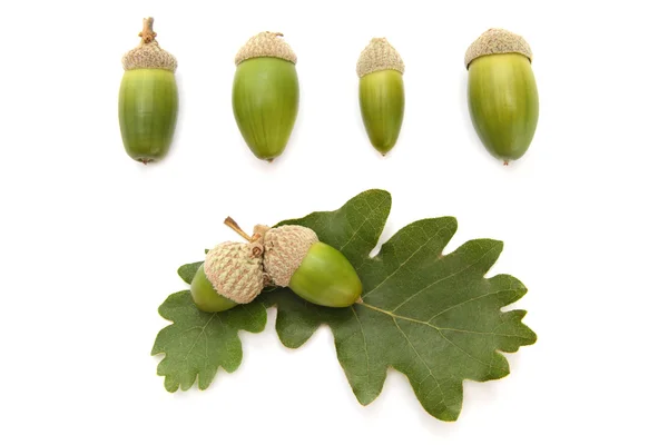 Set di ghiande e foglie di quercia — Foto Stock
