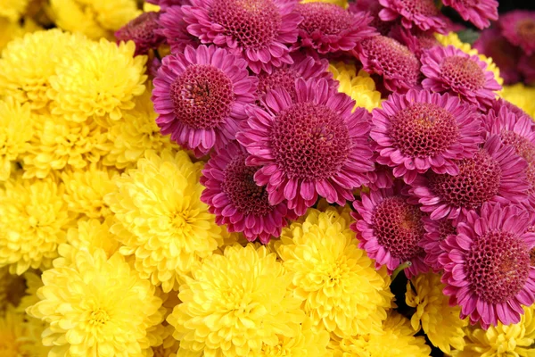 Ljusa chrysanthemum blommor bakgrund — Stock fotografie