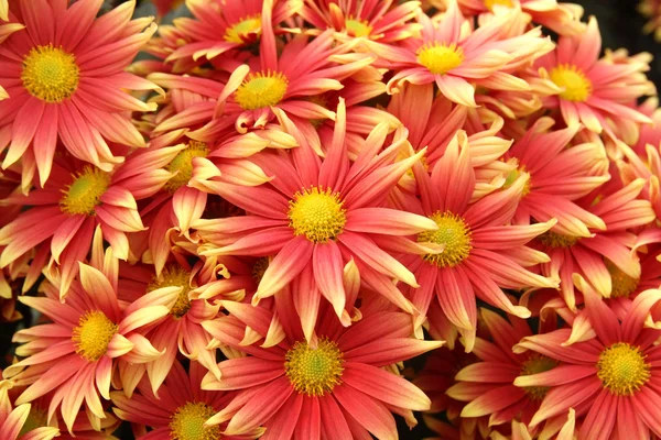 Kasımpatı çiçekleri arka plan — Stok fotoğraf