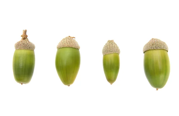 Τέσσερις φρέσκο πράσινο βελανίδια — Φωτογραφία Αρχείου