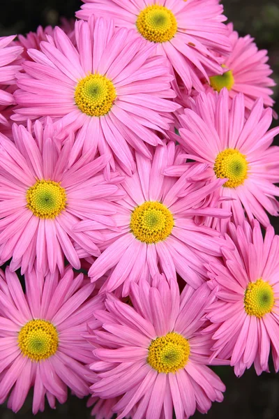Rooskleurig chrysant bloemen achtergrond Rechtenvrije Stockafbeeldingen