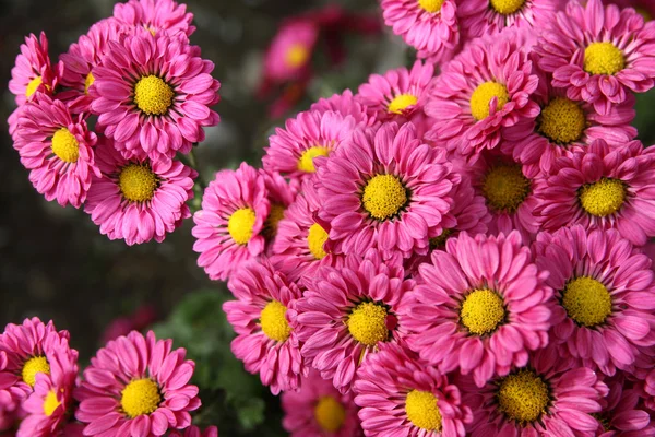 Crisantemo fiori sfondo — Foto Stock
