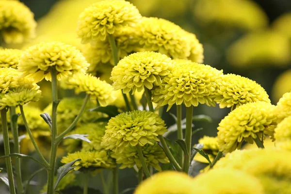Flores de crisântemo amarelo — Fotografia de Stock