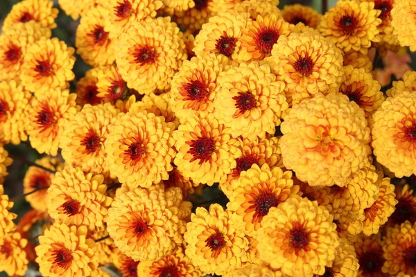 Orange chrysanthemum flowers — Stock Photo, Image