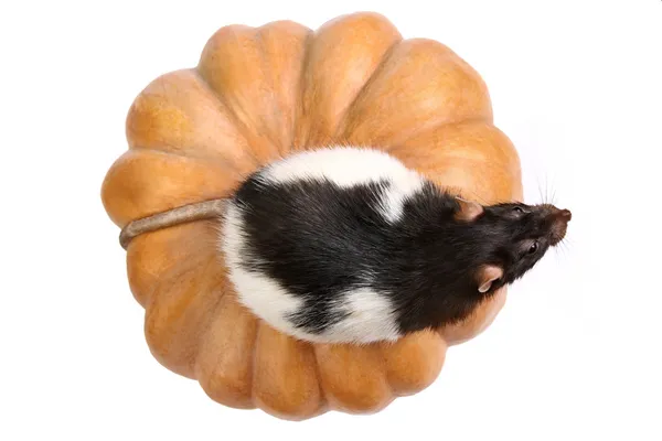 Rato em uma abóbora — Fotografia de Stock