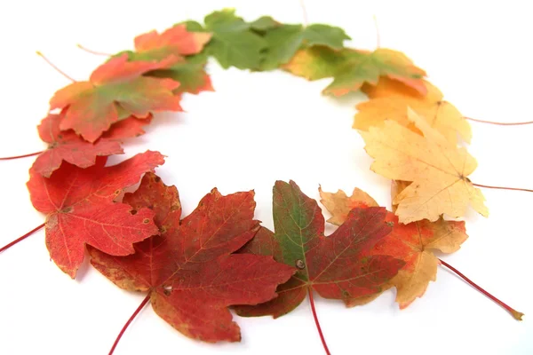 Крупный План Осенних Разноцветных Кленовых Листьев Изолирован Белом — стоковое фото