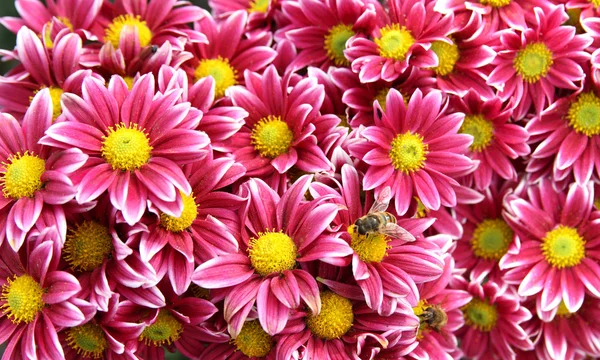 Autumn Bright Colored Chrysanthemum Flowers Bees Background — Stock Photo, Image