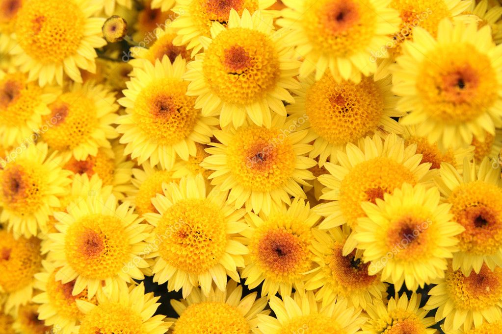 Bright chrysanthemum flowers bakground — Stock Photo © Kizil24 #5018922