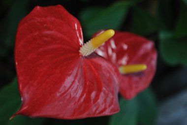 Anthurium zemin üzerine yeşil kendi arka plan ikinci çiçek kağıda çiçek