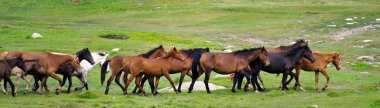 Horse herd running clipart