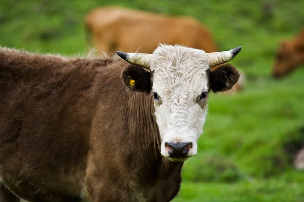 Stock image Bull in a pasture