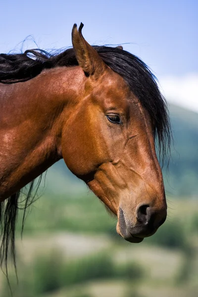 Лошадь Лицензионные Стоковые Изображения