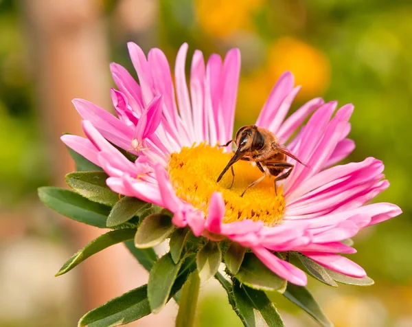 Fliege auf Blume — Stockfoto