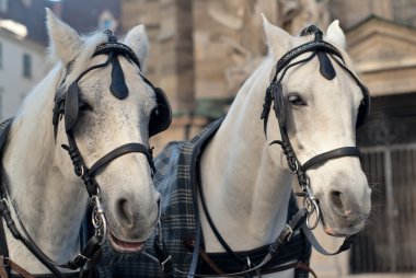 Pair of horses clipart