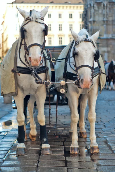 Пара коней — стокове фото