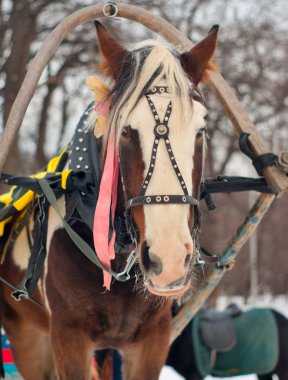 Parkta binmek için bir kızak için harnessed bir at