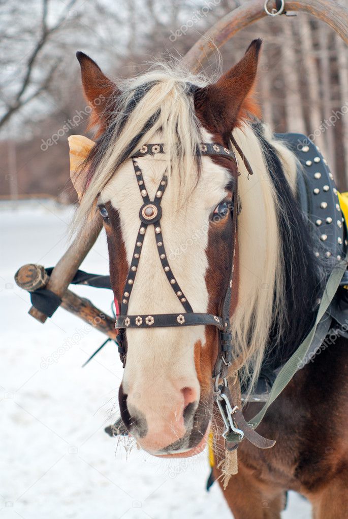 Horse harnessed to a sled