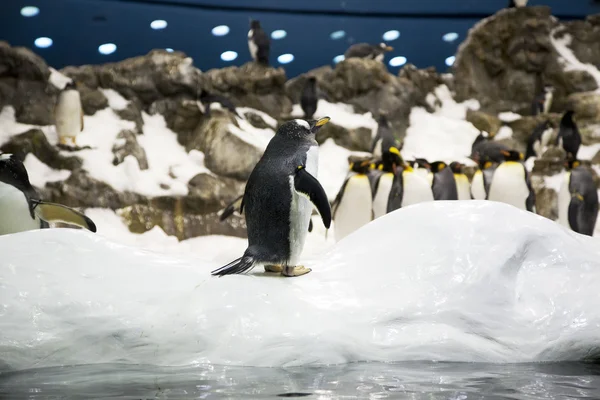 彼の友人と動物園でペンギン — ストック写真