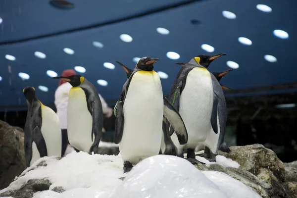 Pinguins amigos no zoológico close-up — Fotografia de Stock