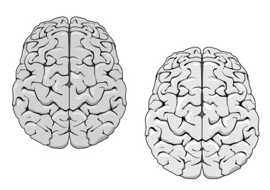 Human brain clipart