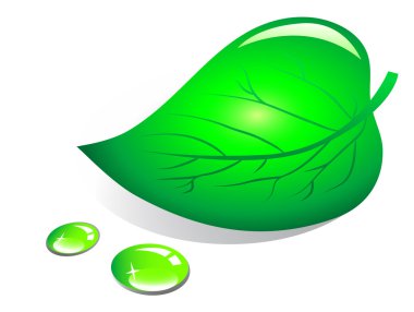 Leaf with water drops as ecology concept