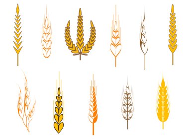 Olgun buğday kulakları bir tarım kavramı olarak