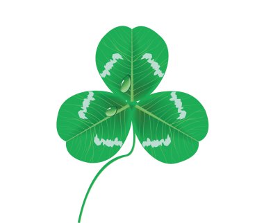 Isolated clover leaves with waterdrops in vector clipart