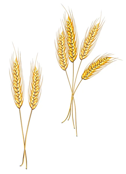 成熟的小麦被隔绝在白色作为农业概念 — 图库矢量图片