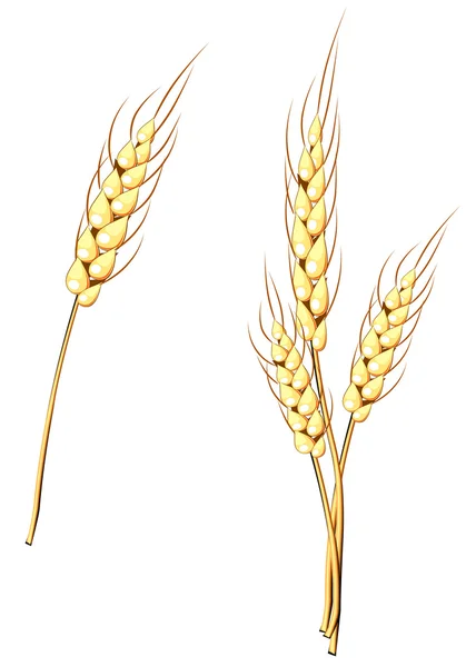 Wheat stem — Stock Vector