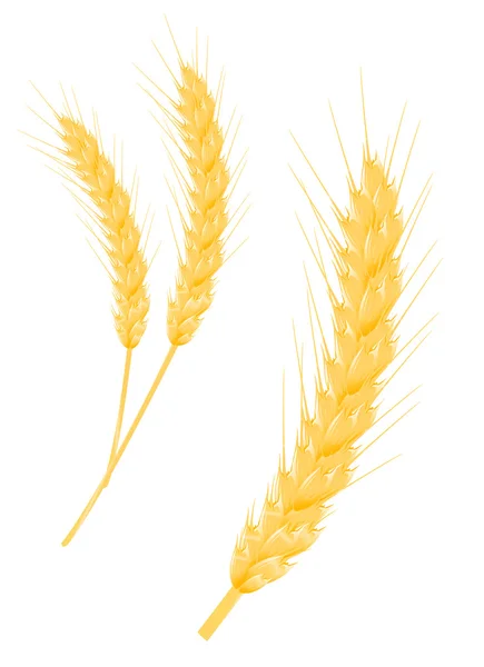 作为一个农业概念成熟的小麦耳 — 图库矢量图片