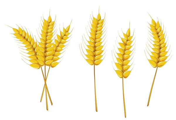 熟した小麦の農業概念として白で隔離されます — ストックベクタ