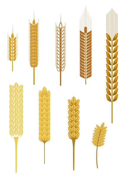 Kłosy zbóż — Wektor stockowy