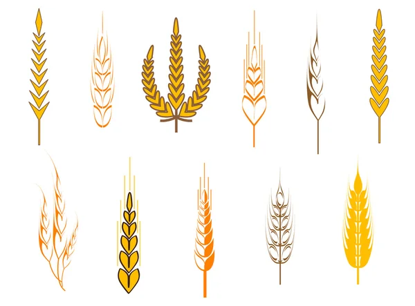 Reife Weizenähren Als Landwirtschaftliches Konzept — Stockvektor