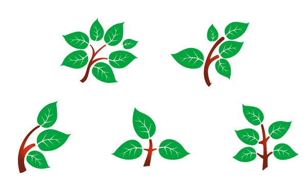 Листья на ветке — стоковый вектор
