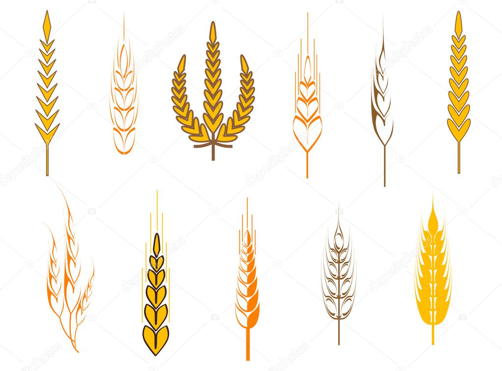 Ripe wheat ears as an agriculture concept