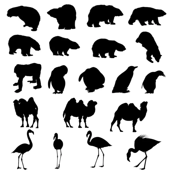 Uppsättning av björnar, ape, pingviner, kameler och flamingos silhuetter. — Stock vektor