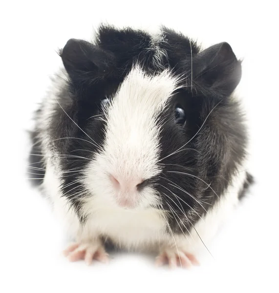 stock image Guinea Pig