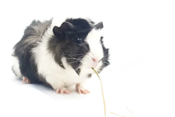 stock image Guinea Pig