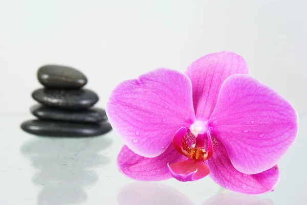 Still Life Pink Orchid — Stock Photo, Image
