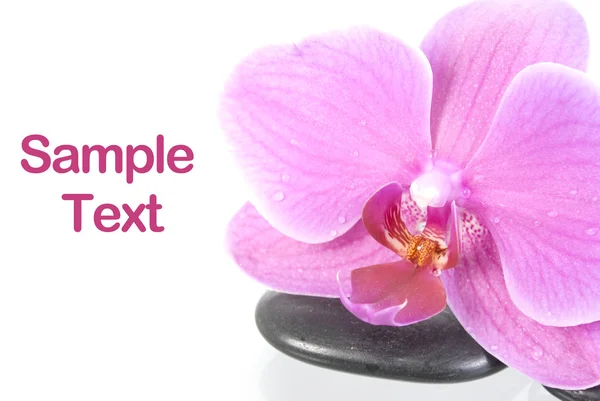 Różowa Orchidea Czarny Kamień Zen — Zdjęcie stockowe
