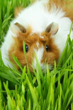 Guinea pig eating clipart