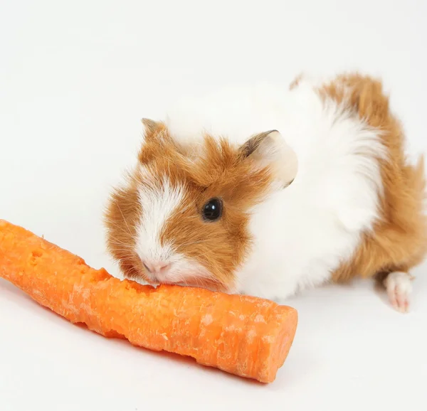 stock image Guinea pig