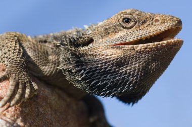 Australian Bearded Dragon clipart