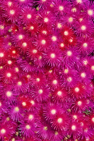 stock image Carpobrotus rossii (Pig Face) In Flower