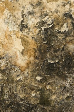 Grunge Mouldy Wall clipart