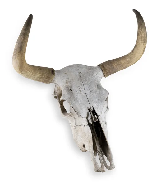 stock image Cow skull