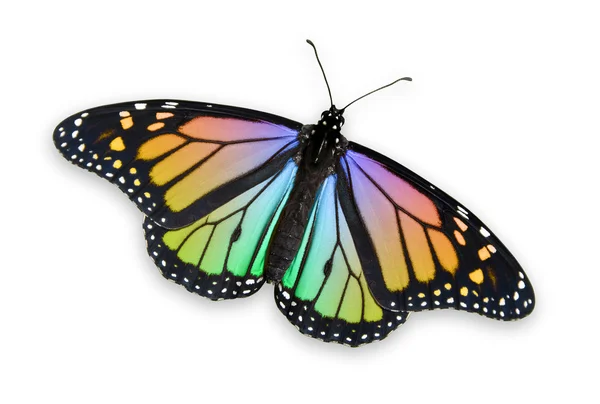 renkli kelebek monarch