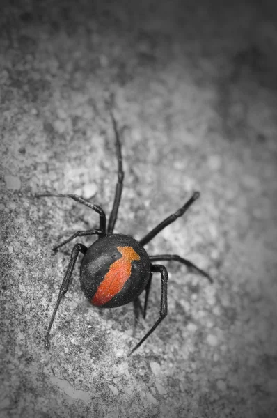 Австралійський червоний павук назад — стокове фото