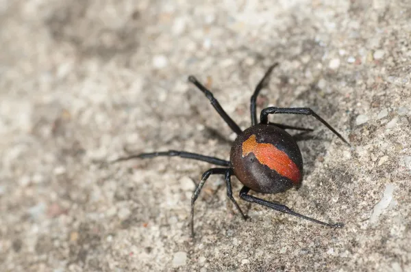 오스트레일리아 빨강 뒤 거미 스톡 사진